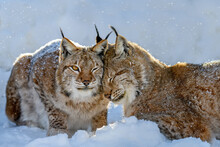 Two Lynx In The Snow. Wildlife Scene From Winter Nature
