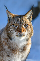 Wall Mural - Lynx portrait in the snow. Wildlife scene from winter nature