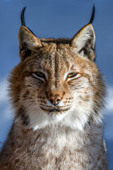Wall Mural - Lynx portrait in the snow. Wildlife scene from winter nature