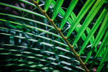 Palm Leaves Are Green, Light Shines Against A Black Background.