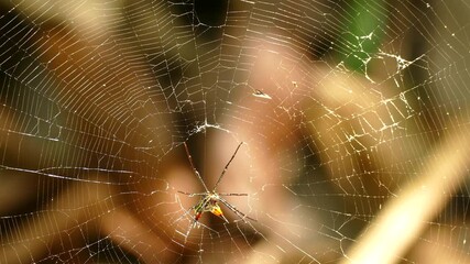 Amazing shot of motionless waiting spider in center of web. Close-up