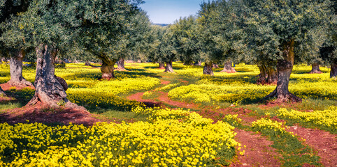 Wall Mural - Beautiful spring scenery. Panoramic morning  view of olive garden. Colorful outdoor scene of Apulia countryside, Italy, Europe. Beauty of nature concept background.