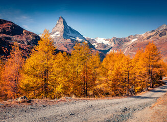 Wall Mural - Colorful larch trees in Swiss Alps. Amazing morning view of Matterhorn peak. Spectacular autumn scene of trekking path in high mountains, Zermatt resort location, Switzerland, Europe.