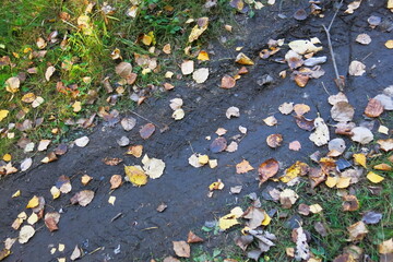 A wheel print on an autumn dirt road.