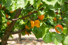 Closeup Of Green Apricot Tree Branches With Ripe Juicy Fruits In Garden. Harvest Time