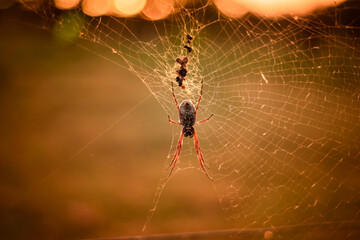 spider on web