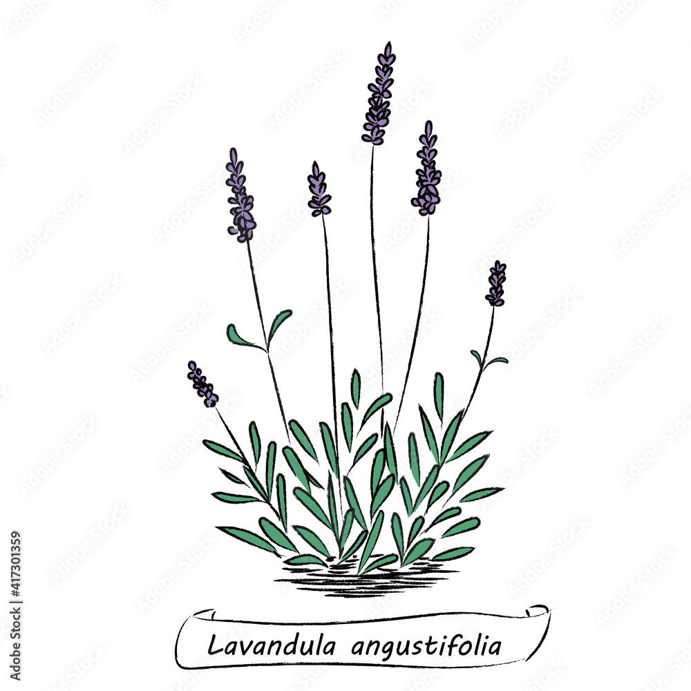 香りのハーブ ラベンダー カラーイラスト Cuadros Canvas