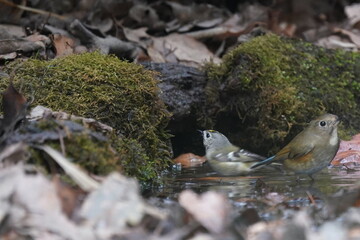 Canvas Print - red flanked blue tail and goldcrest are bathing