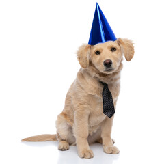 Wall Mural - adorable golden retriever puppy wearing polka dotted tie and birthday hat