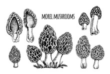 Morel Mushrooms Vector Illustration Hand Drawn, Family Of Edible Mushrooms, Cut Mushroom, Spongy Morel, Healthy Organic Food, Vegetarian Food, Fresh Mushrooms Isolated On White Background