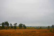 Grey Sky Over Heathland And Pine Trees
