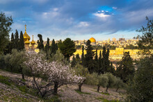 Beautiful Morning View Of Old City Jerusalem Landmarks: The Dome Of The Rock And The Golden Gate, With The Russian Church Domes And A Blossoming Almond Tree In An Olive Grove On The Mount Of Olives 
