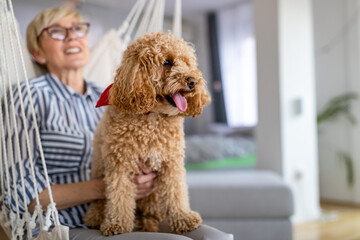 Portrait of a cute brown toy poodle at home, daytime, indoors.