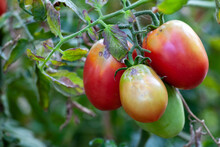 Tomato Fruits Damaged By Bacterial Disease. Moisture Cracked Tomatoes. Tomatoes Dried Up From Pests.