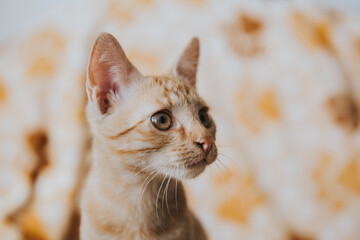 Wall Mural - Cute orange kitten playing in the house. 