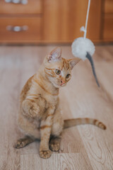 Wall Mural - Cute orange kitten playing in the house. 