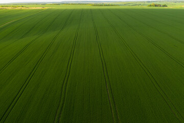 Aerial top view of an endless agriculture field in countryside on a spring day. Ukrainian landscapes. Green harvest field. Land covered with green grass. Green wheat field. Drone shot.