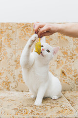 Wall Mural - White cat playing on a vintage couch. 