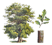 Oak - Vintage Illustration From Larousse Du Xxe Siècle