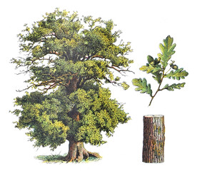 oak - vintage illustration from larousse du xxe siècle