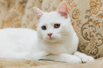 Wall Mural - White cat playing on a vintage couch. 