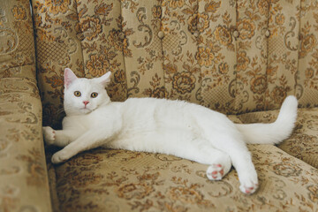 Wall Mural - White cat playing on a vintage couch. 