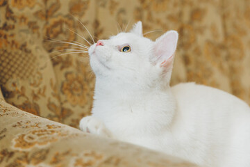 Wall Mural - White cat playing on a vintage couch. 