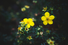 Marsh Marigold Flowers