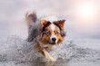 Dog, Australian Shepherd jumps in water while swimming in sea or lake