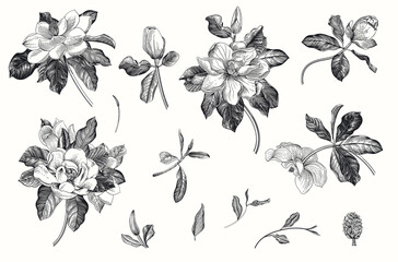 Wall Mural - Magnolia grandiflora. Vector vintage botanical illustration. Set. Black and white