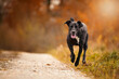 Dog, Labrador mix running jumps on a dirt road in autumn forest