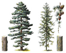 Pinus Nigra Subsp Laricio (left) And Larix Decidua (right)- Vintage Illustration From Larousse Du Xxe Siècle
