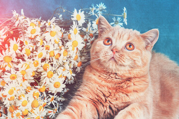 Wall Mural - Ginger kitten lying on a blue blanket near chamomile flowers