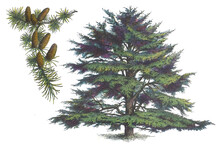 Cedar Of Lebanon Or Lebanese Cedar (Cedrus Libani) - Vintage Illustration From Larousse Du Xxe Siècle