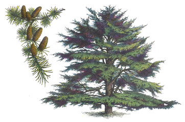 cedar of lebanon or lebanese cedar (cedrus libani) - vintage illustration from larousse du xxe siècl