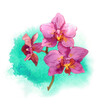Watercolor orchid flower on watercolor artistic splash background