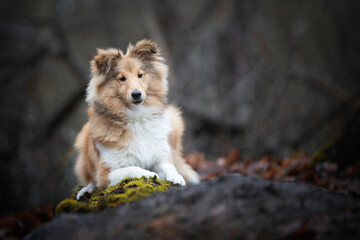 Wall Mural - Young Sheltie boy lying down on a log in the forest