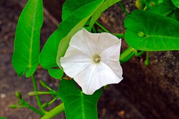 Wall Mural - White morning glory flower in the garden.