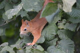 Fototapeta Tulipany - squirrel in the foliage
