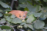 Fototapeta Tulipany - a squirrel in the foliage eats a nut