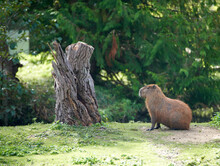 Brown Capybara Sitting By A Tree Trunk At The Zoo