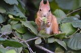 Fototapeta Tulipany - a squirrel in the foliage eats a nut