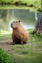 Brown Capybara Sitting By The Lake At The Zoo