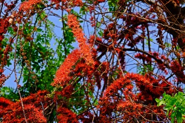 Wall Mural - Monkey flower tree or Fire of Pakistan (Phyllocarpus septentrionalis), beautiful blooming red flowers on the tree in the garden.