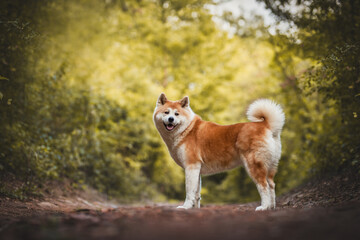 Wall Mural - Akita Inu portrait 