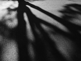 Canvas Print - shadow of tree on asphalt road , black and white style