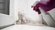 hand in glove sprays the product on wall from black mold. dangerous fungus 