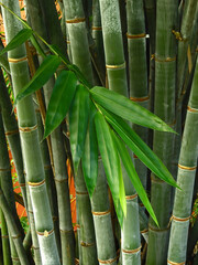 Poster - trunk of green bamboo with leaf