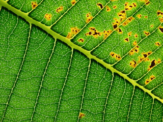 green plumeria leaves with disease texture