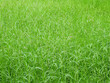 tall green grass in the field